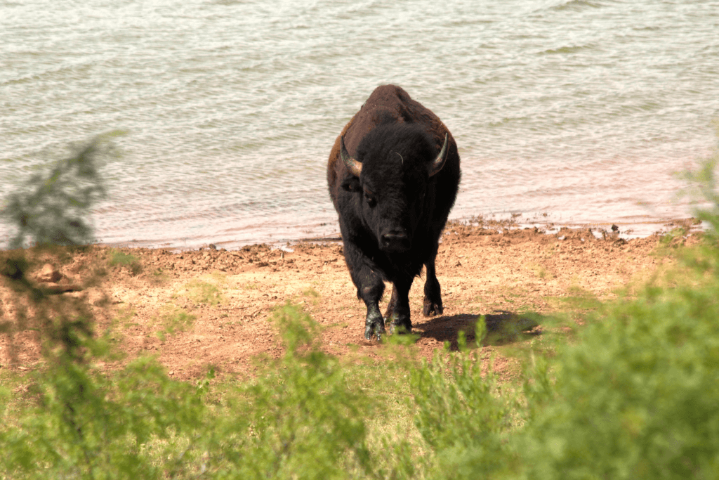 Bison at the Water