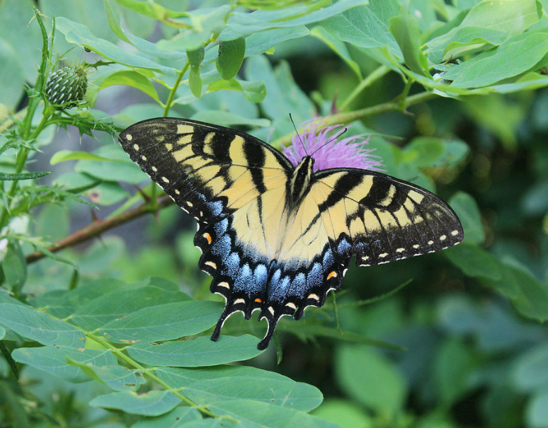 Butterfly Photograph