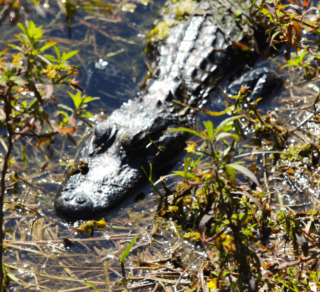 Alligator Close Up