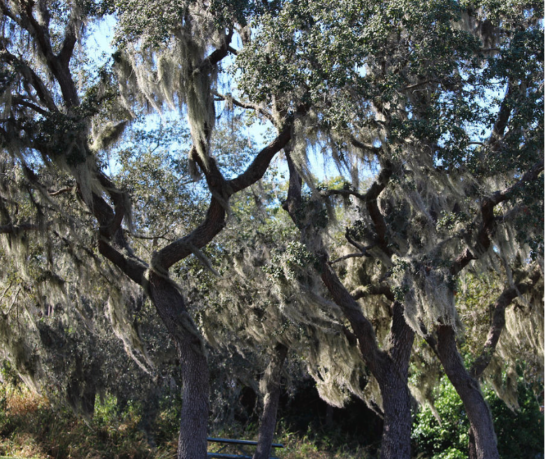 Florida Spanish Moss