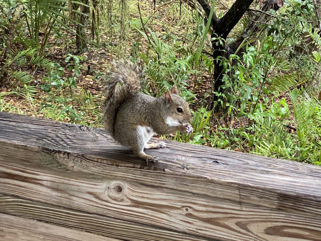 Hungry Squirrel