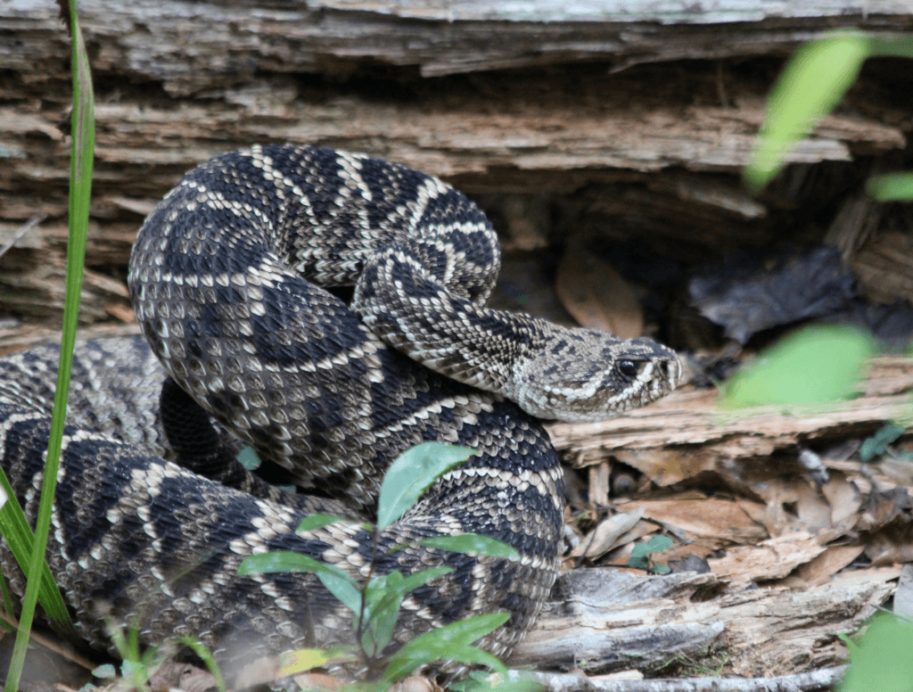 Rattlesnake