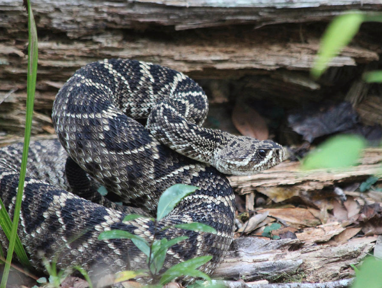 Rattlesnake