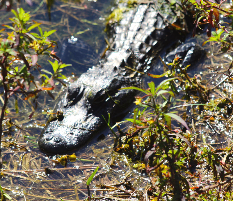 Resting Alligator