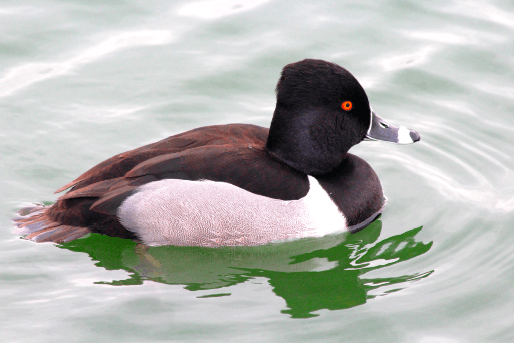 Ring Necked Duck