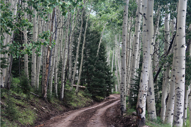 Road Through the Birch Photograph