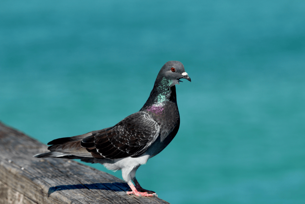 Rock Pigeon