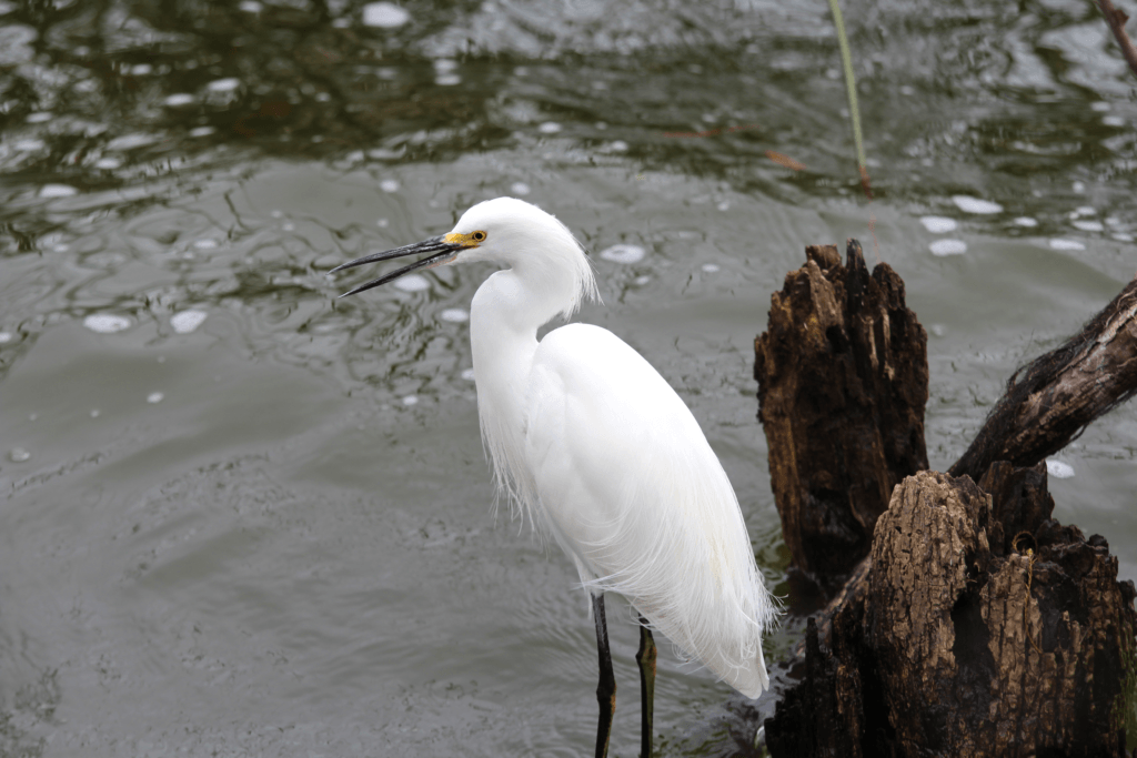 Singing Snowy Egret