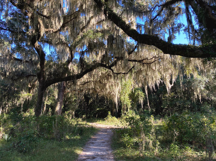 Spanish Moss