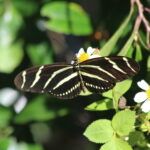 Alligator Park Butterfly