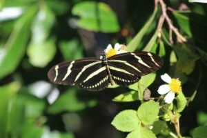 Alligator Park Butterfly