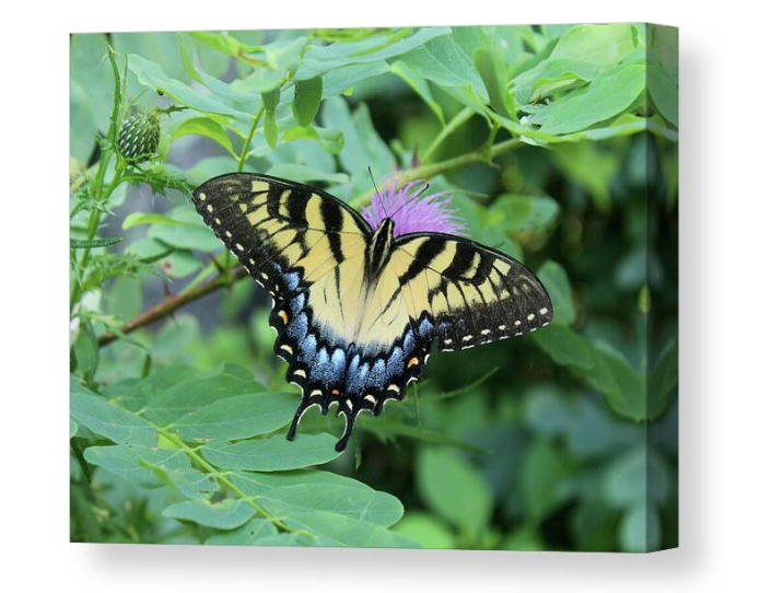 Eastern Tiger Swallowtail Butterfly