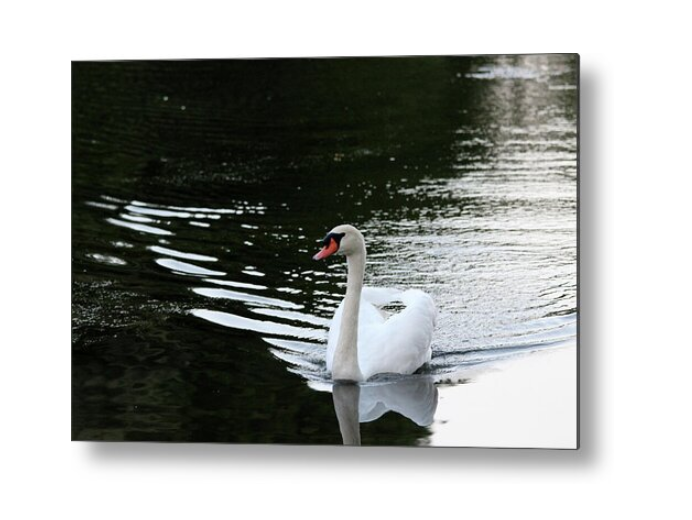 Mute Swan Metal Print