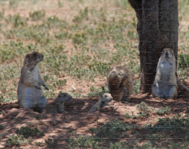 Prairie Dog Family Puzzle