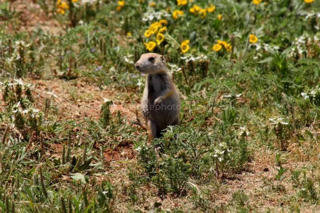 Solo Prairie Dog