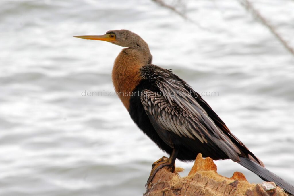 Photo of Anhinga