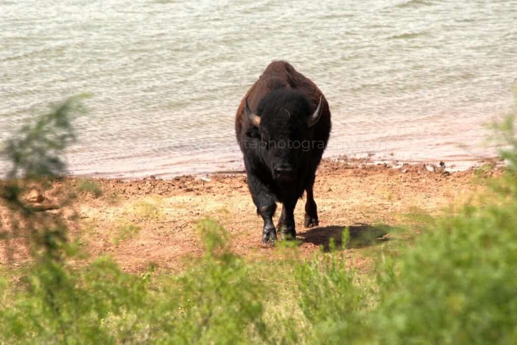 A Bison in Texas
