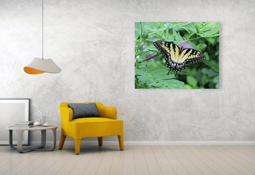 Eastern Tiger Swallowtail Canvas Print