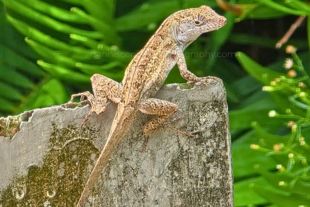 Photo of the Camouflage Master