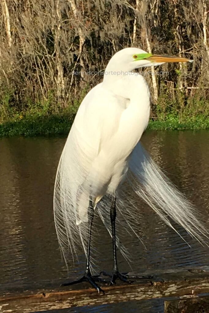 Charlie The Great Egret