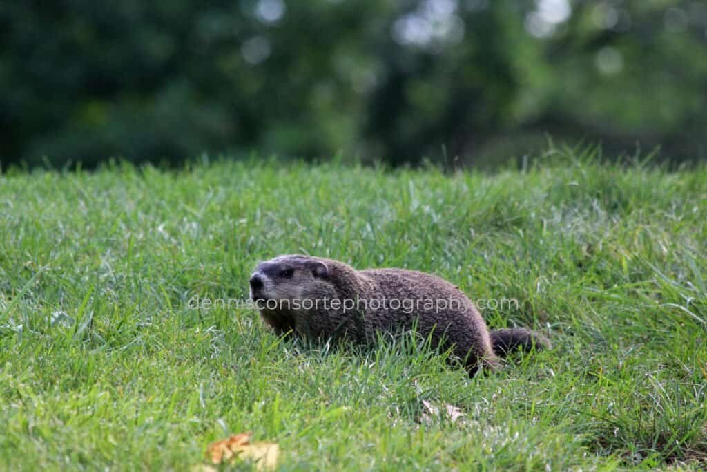 Groundhog Photo
