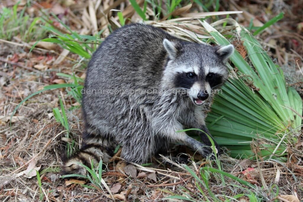 Photo of a Raccoon