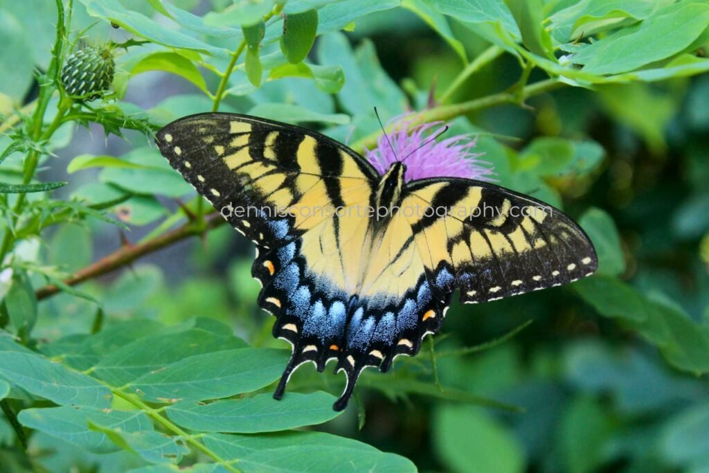 Photo of an Eastern Tiger Swallowtail Butterfly