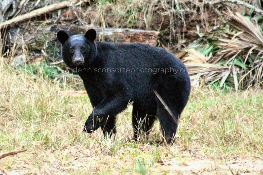 A Black Bear in Florida