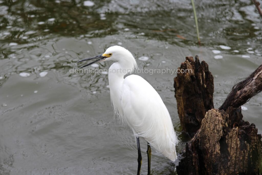 Photo of Singing Egret