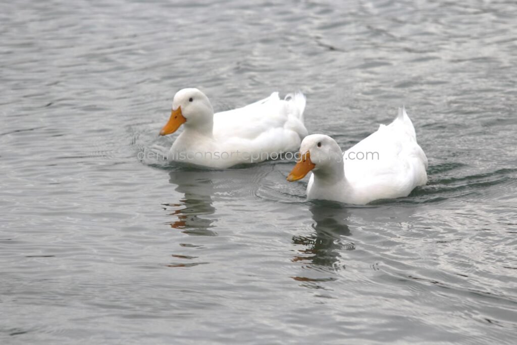 Photo of two ducks