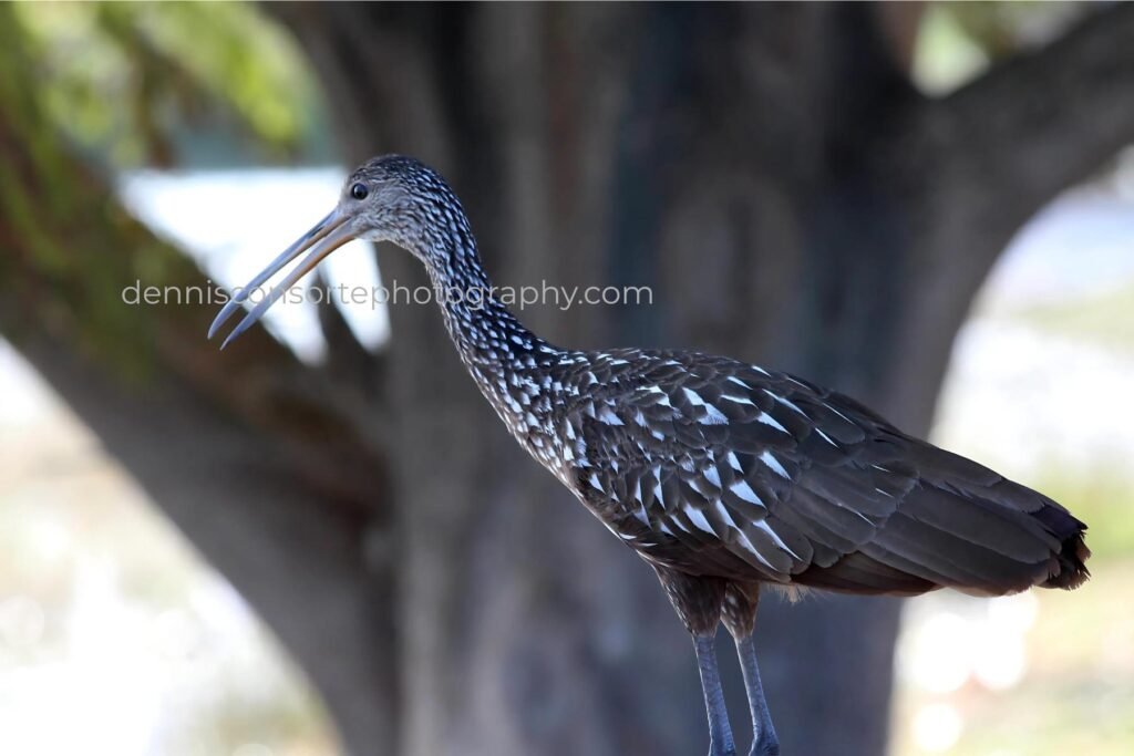 Photo of a Limpkin