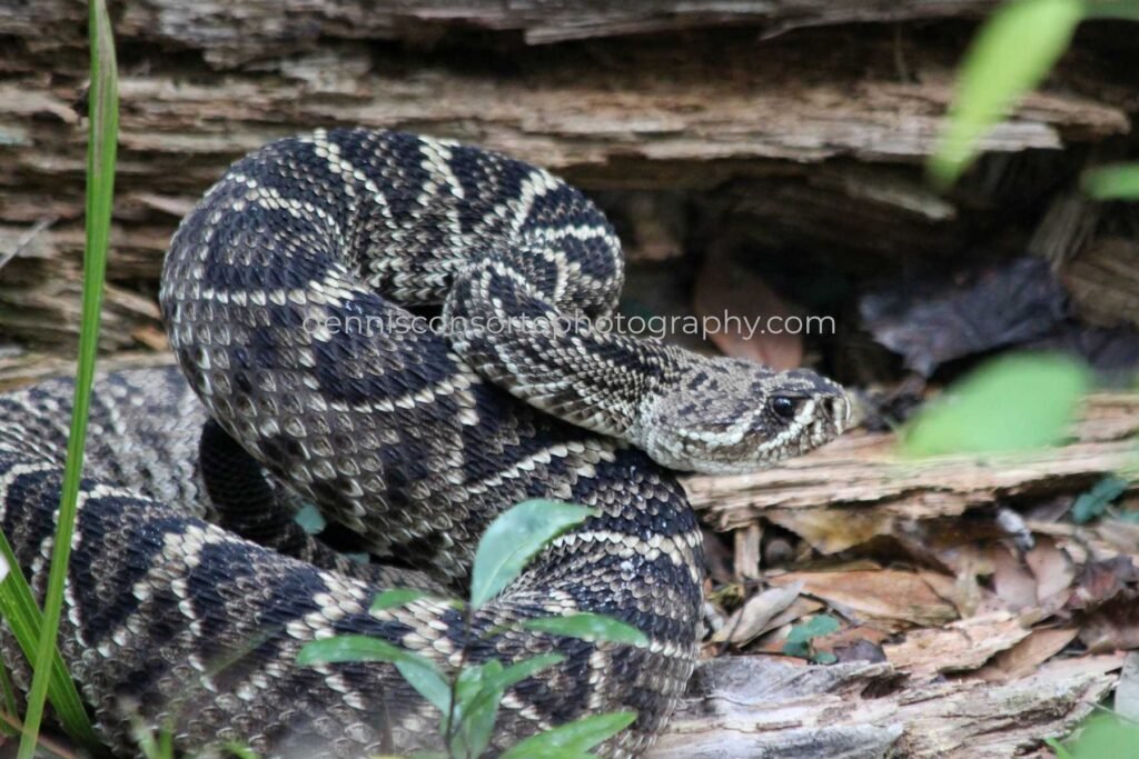 Photo of a Rattlesnake