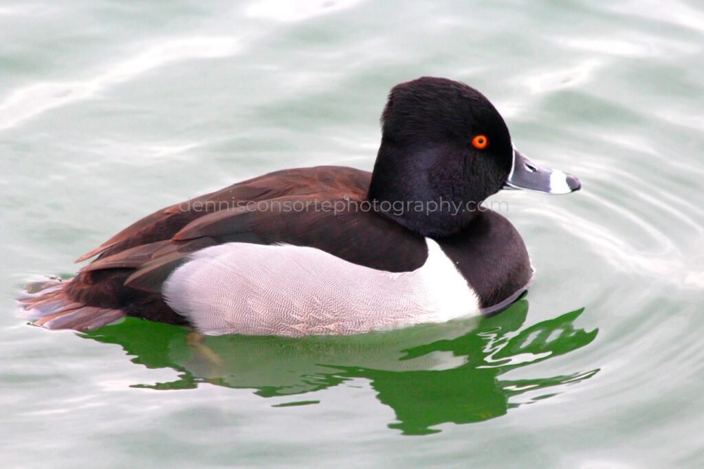 Photo of Ring Necked Duck