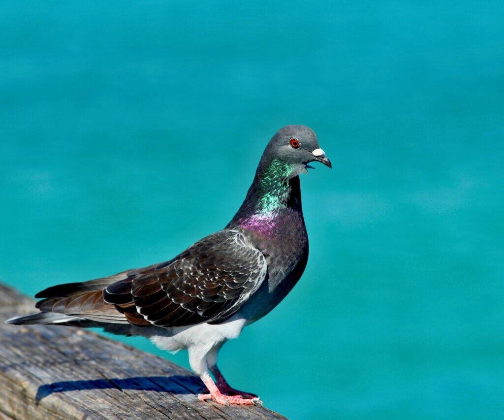 Rock Pigeon Photo