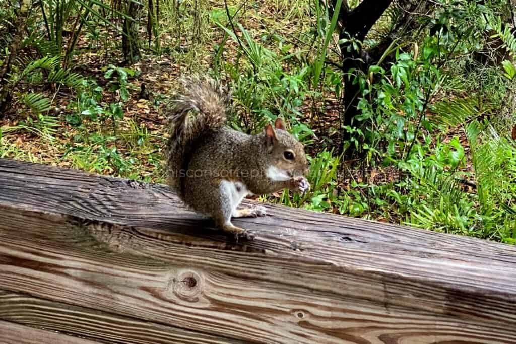 Hungry Squirrel