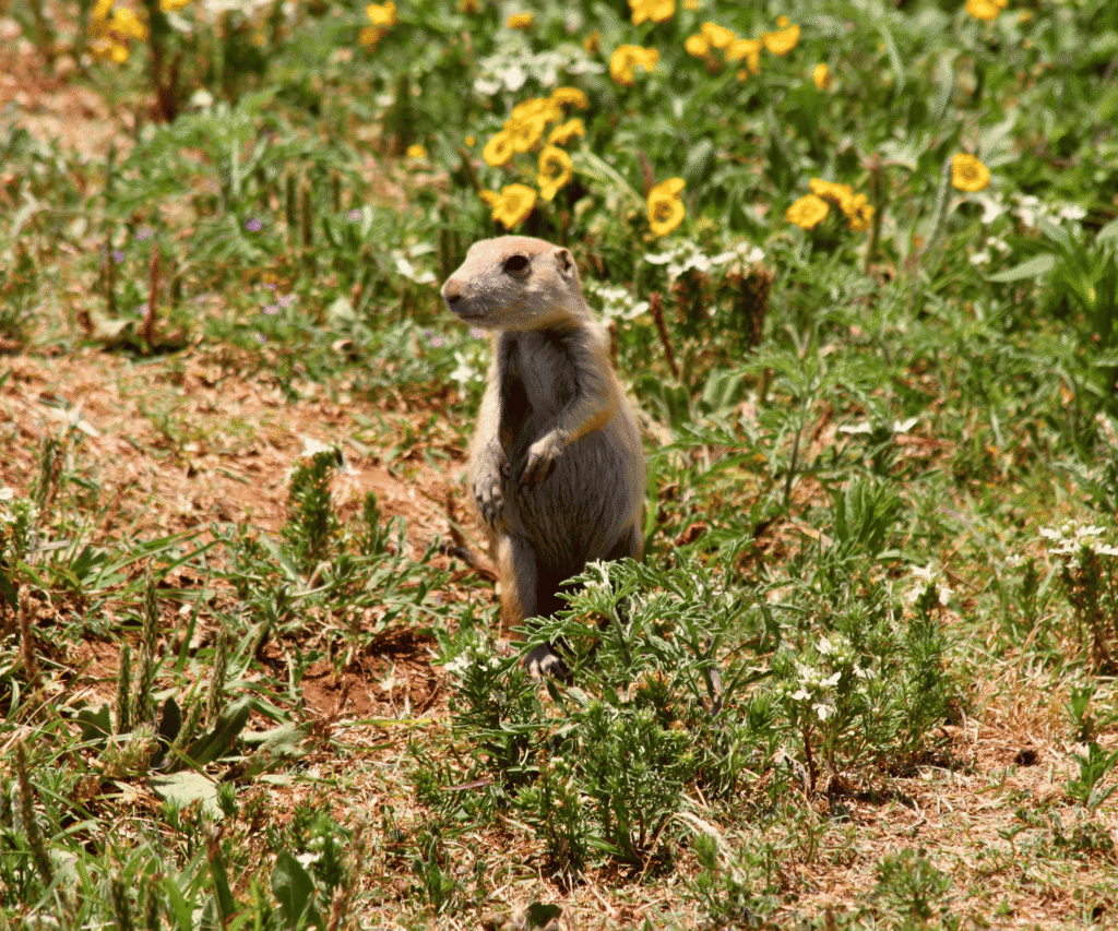 Adorable Prairie Dog Photo