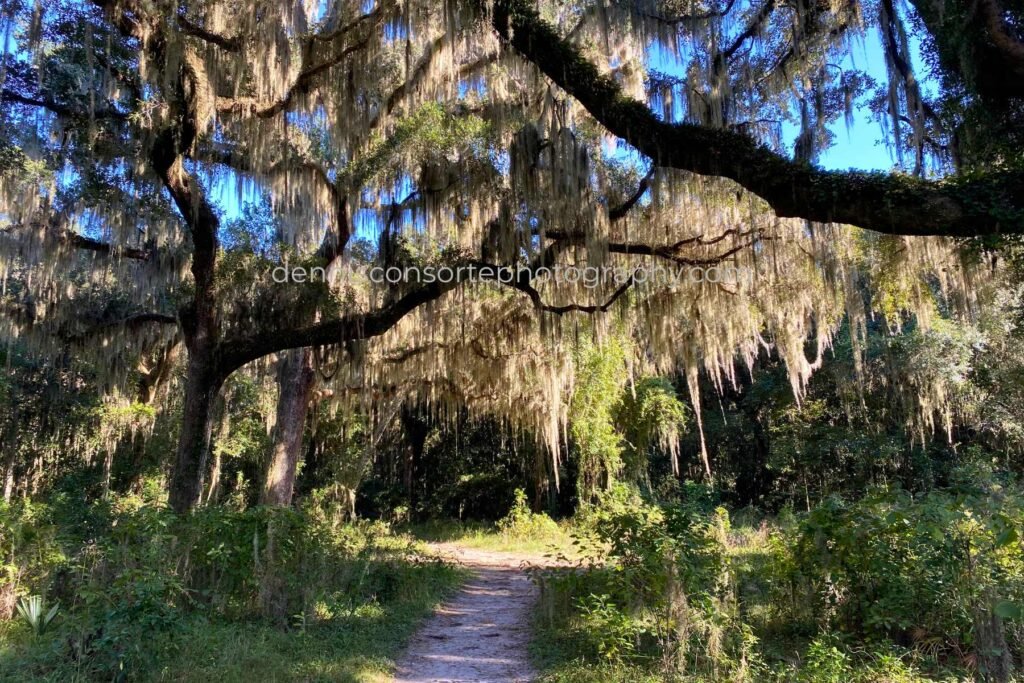 Photo of Sunlit Spanish Moss