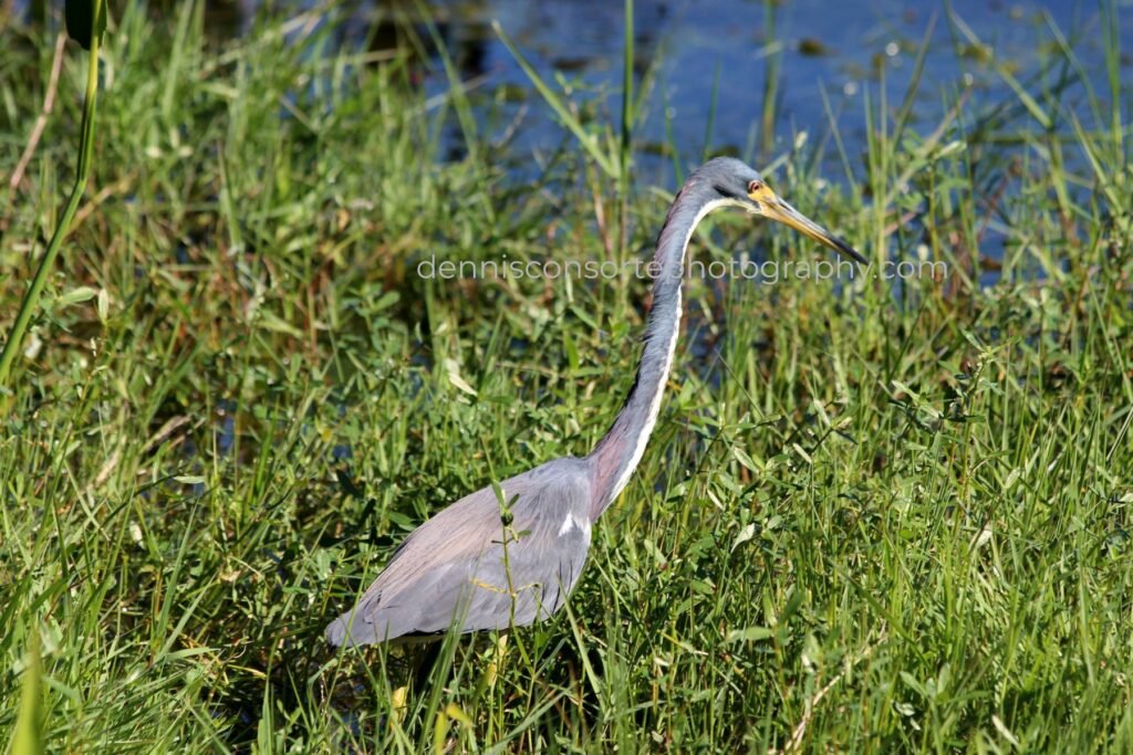 Photo of a Heron