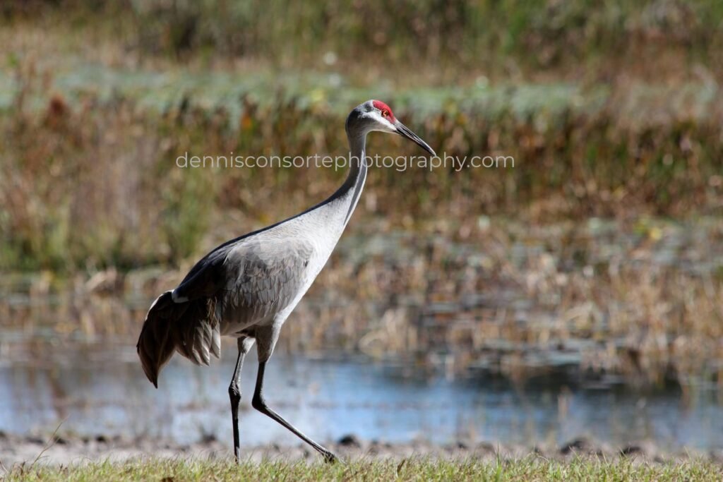 Photo of a Crane
