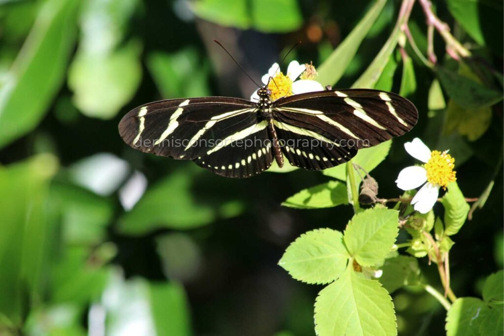 Photo of a Zebra Long winged Butterfly