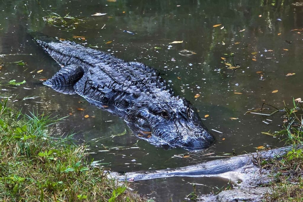 Alligator in Shallow Water